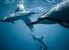 官方：津门虎与方镜淇、哈达斯、黄嘉辉、王献钧完成续约